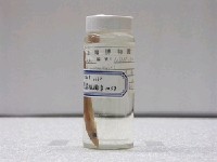 藏品(臺灣標槍魚(玉筋魚))的圖片